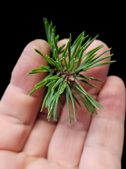 French Blue Scots Pine Twisty pre-bonsai