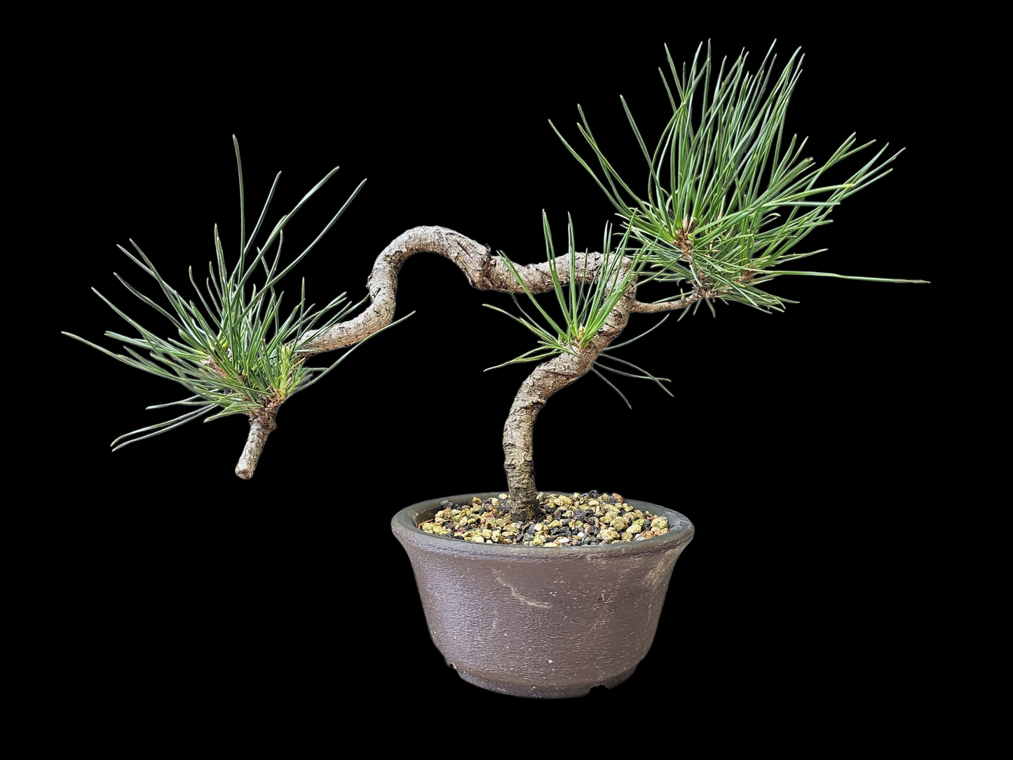 Twisty Japanese Black Pine Bonsai
