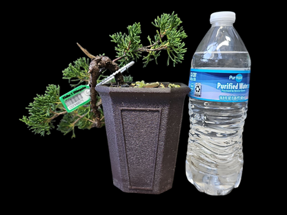 Twisted kishu Shimpaku Juniper Bonsai