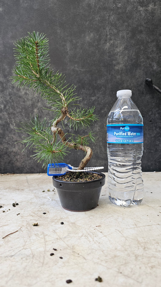 French Blue Scots Pine pre-bonsai