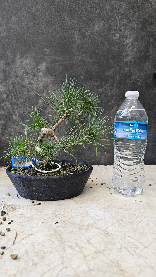 French Blue Scots Pine pre-bonsai