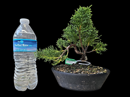 Twisted kishu Shimpaku Juniper Bonsai