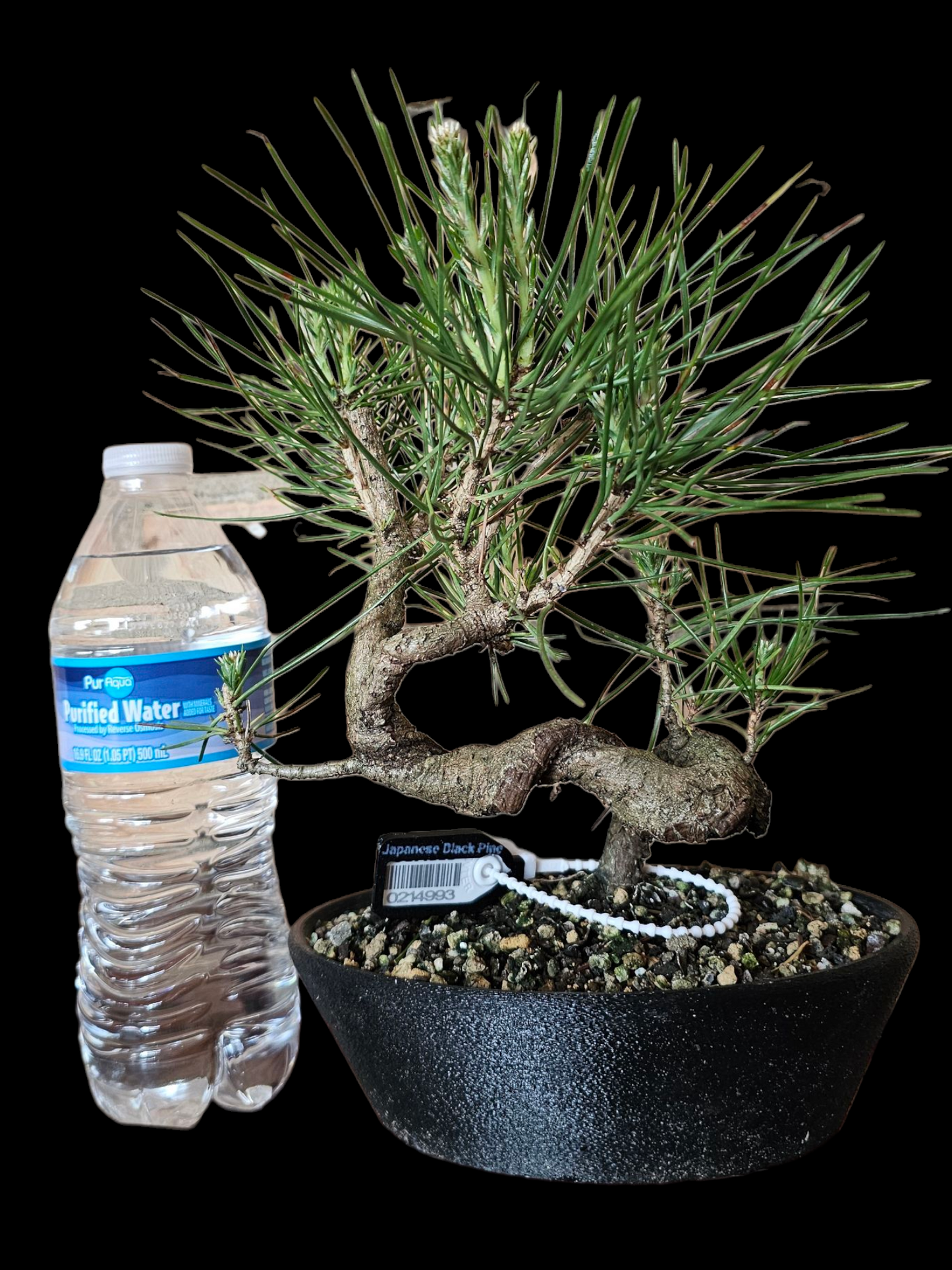 Twisty Japanese Black Pine Bonsai