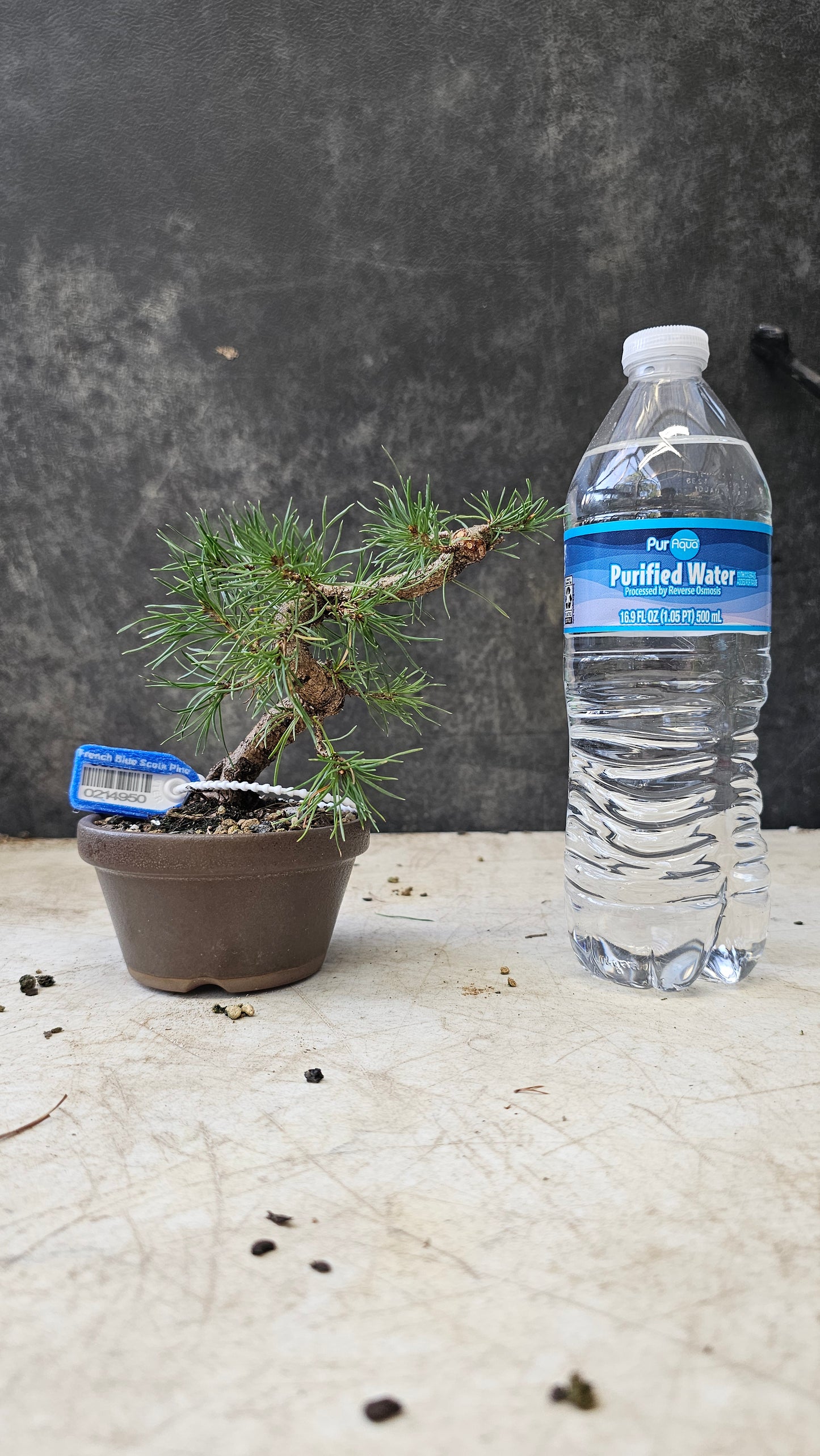 French Blue Scots Pine pre-bonsai
