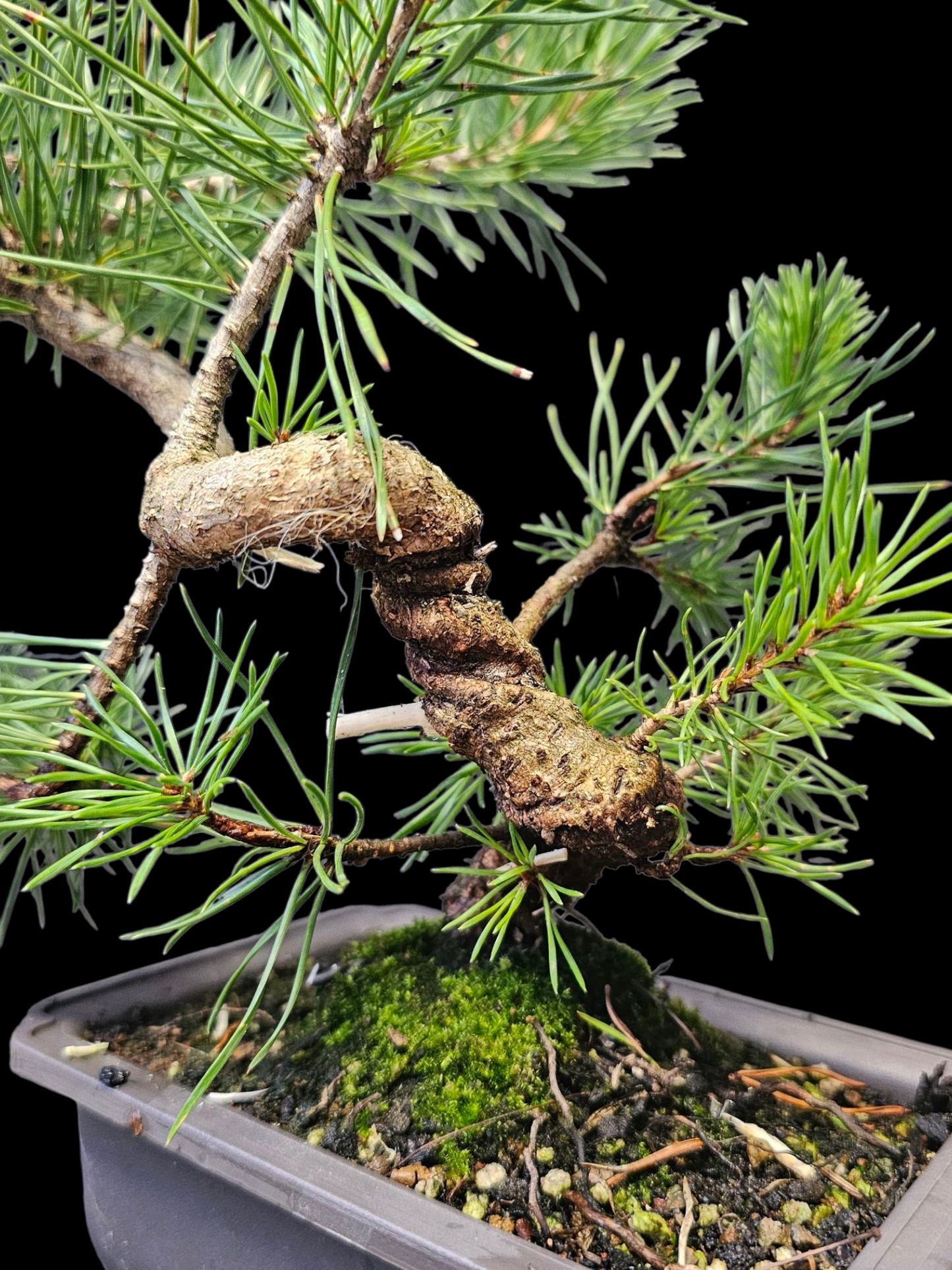 French Blue Scots Pine Twisty pre-bonsai