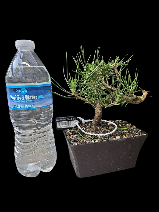 Twisty Japanese Black Pine pre-bonsai