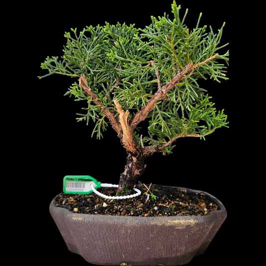 Twisted Kishu Shimpaku Juniper Bonsai