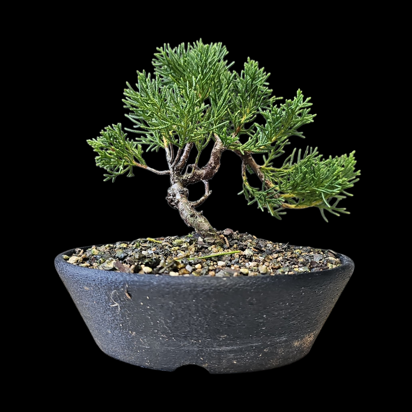 Twisted kishu Shimpaku Juniper Bonsai
