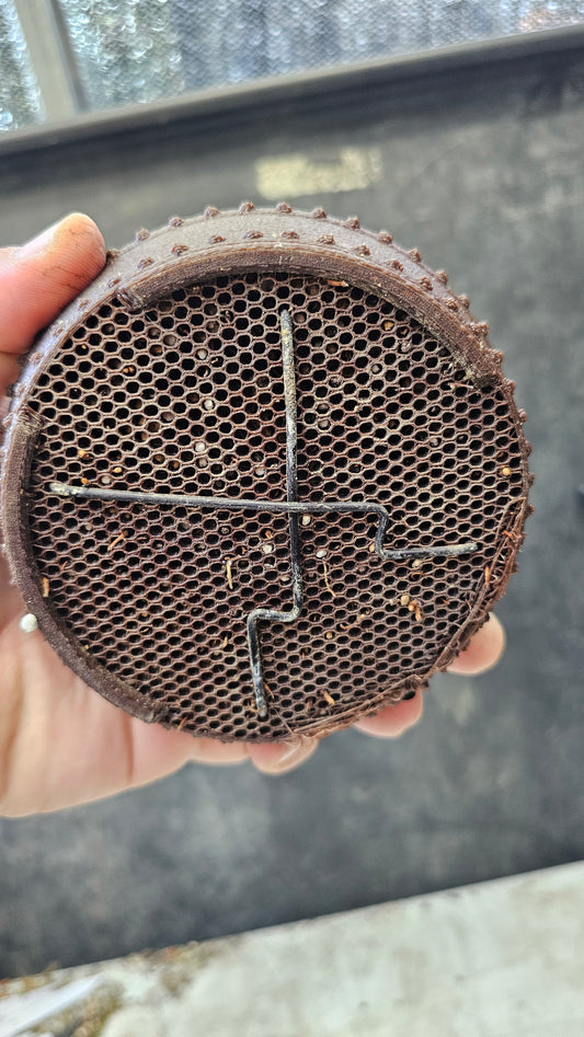 French Blue Scots Pine pre-bonsai