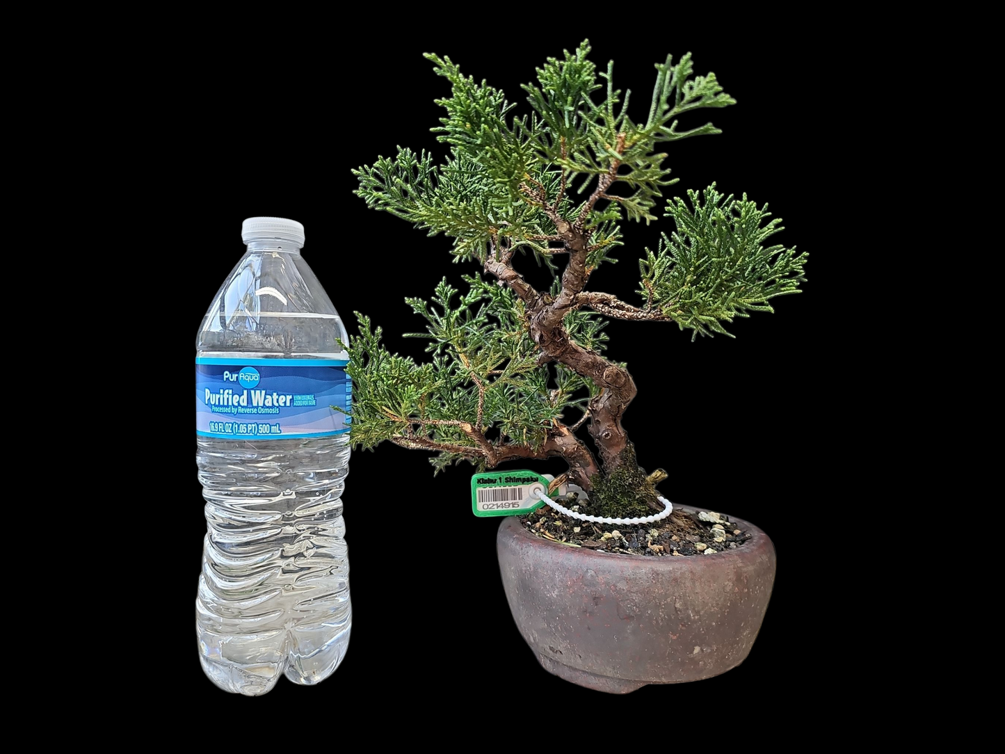 Twisted kishu Shimpaku Juniper Bonsai