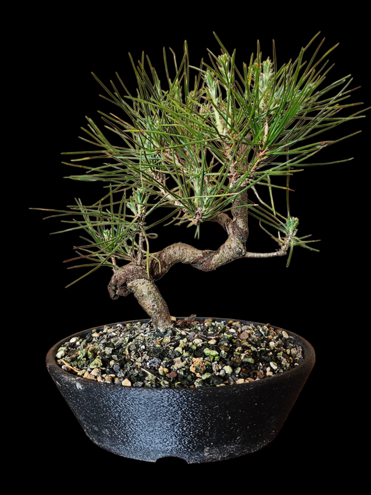 Twisty Japanese Black Pine Bonsai