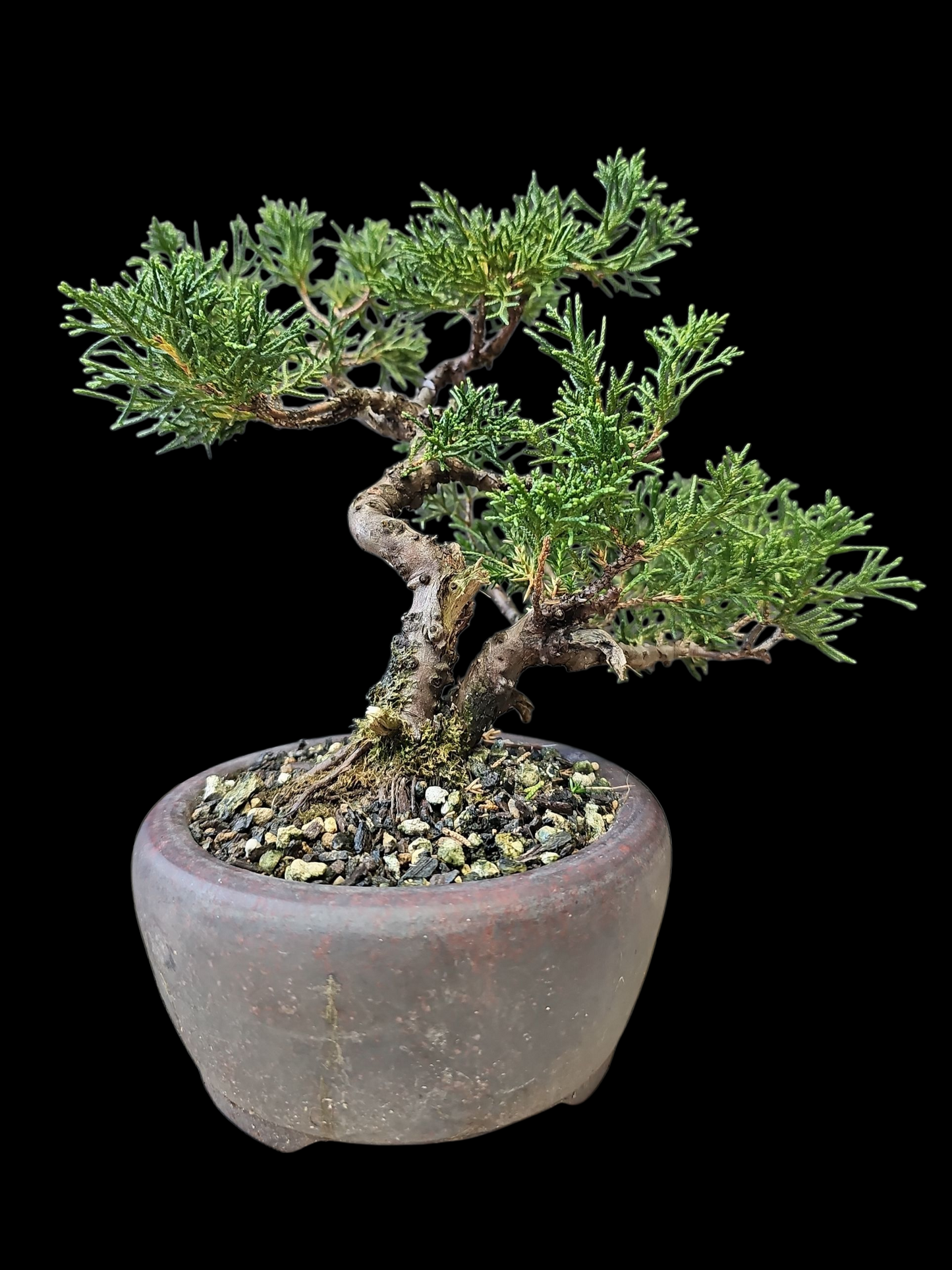Twisted kishu Shimpaku Juniper Bonsai