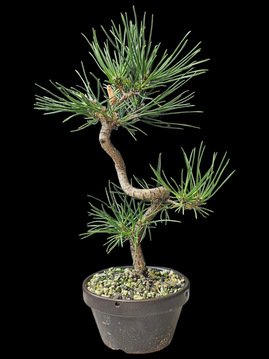 Twisty Japanese Black Pine pre-bonsai