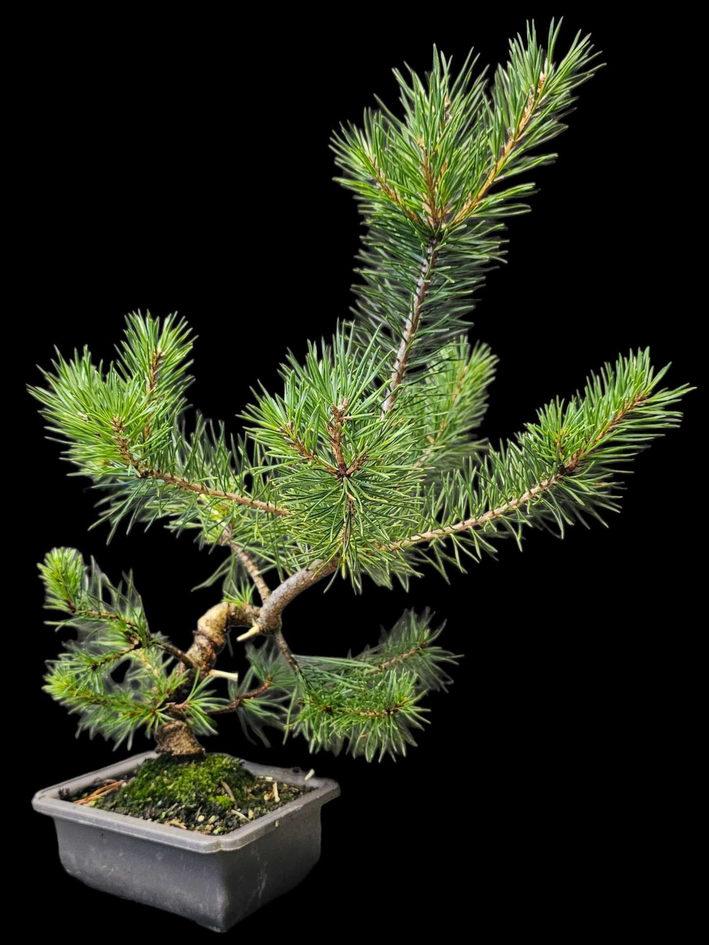 French Blue Scots Pine Twisty pre-bonsai