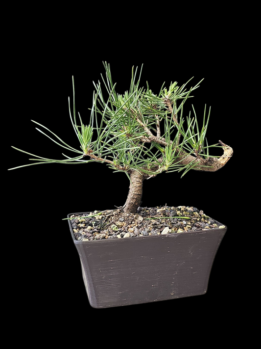 Twisty Japanese Black Pine pre-bonsai
