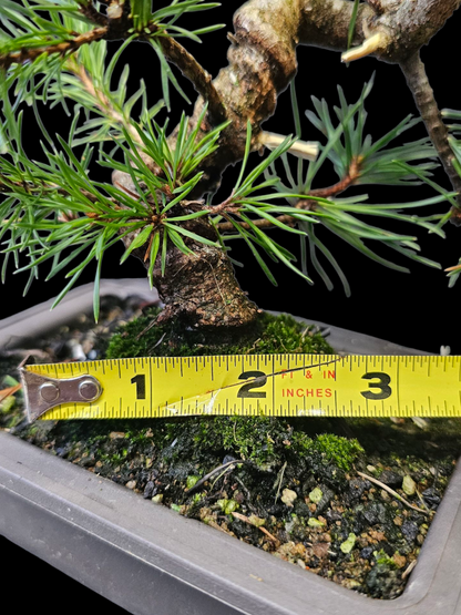 French Blue Scots Pine Twisty pre-bonsai