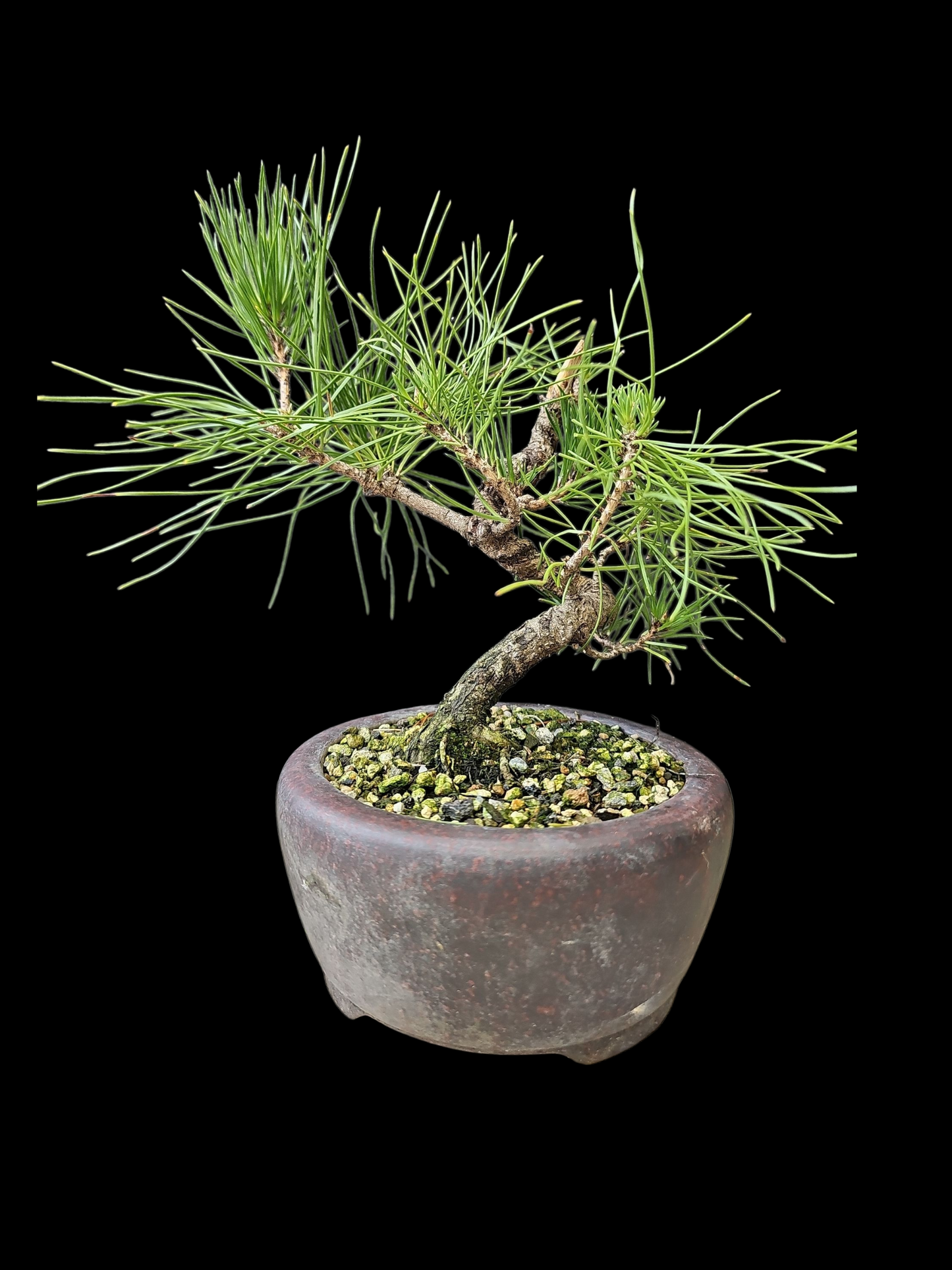 Twisty Japanese Black Pine pre-bonsai