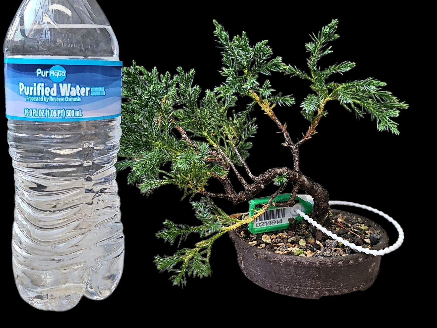 Twisted kishu Shimpaku Juniper Bonsai