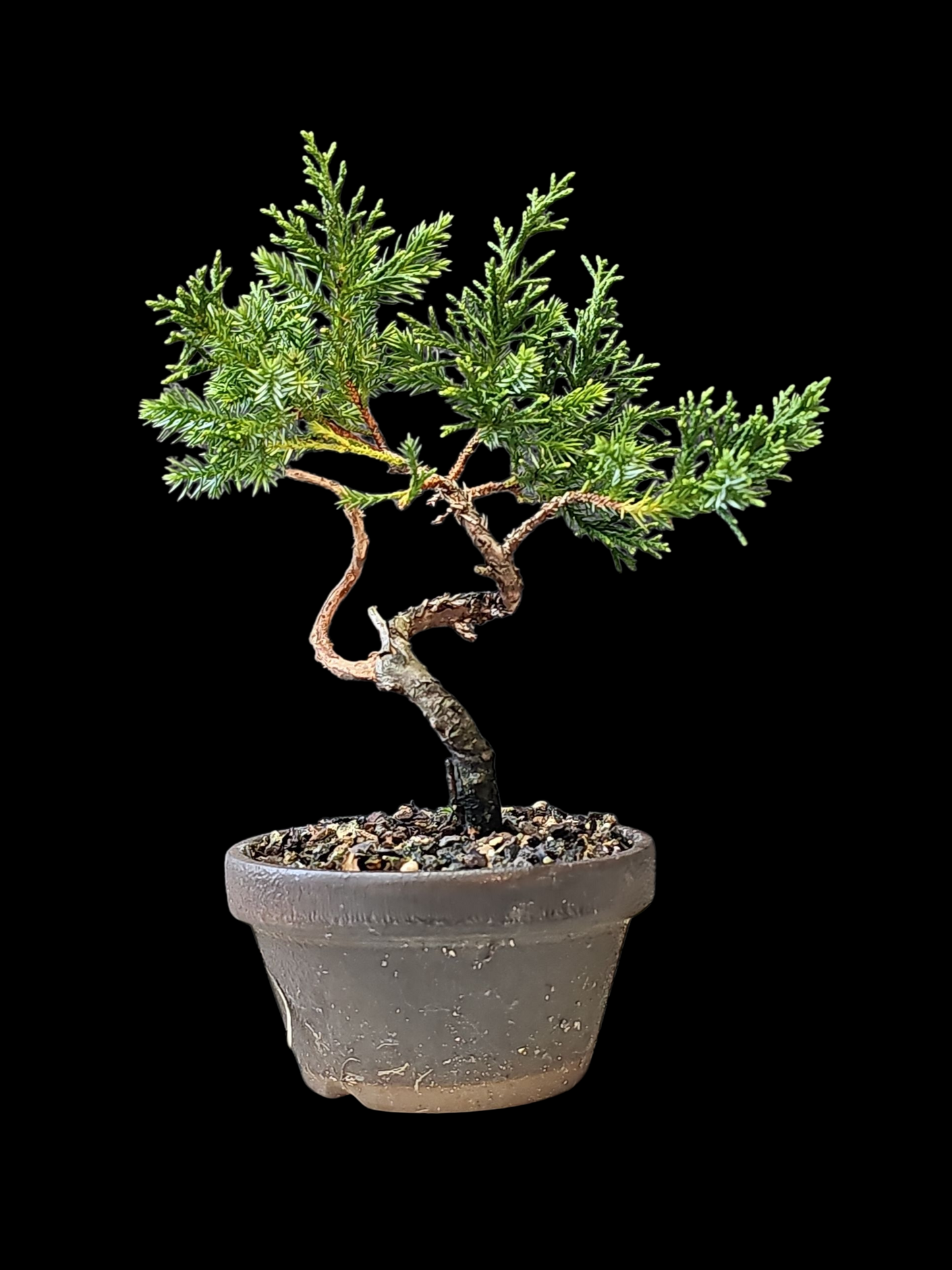 Twisted kishu Shimpaku Juniper Bonsai