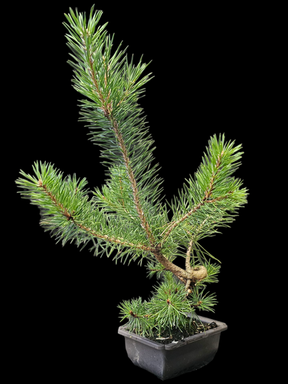 French Blue Scots Pine Twisty pre-bonsai