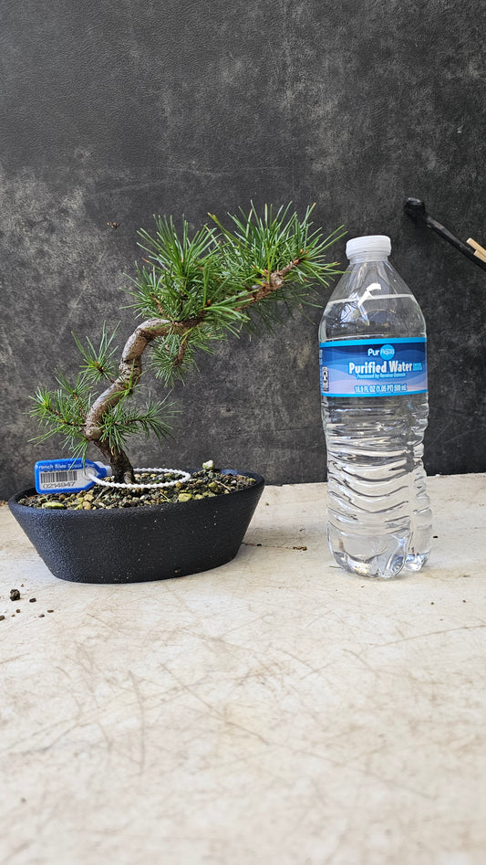 French Blue Scots Pine pre-bonsai