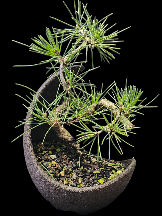 Japanese Black Pine twisty pre-bonsai in plastic crescent  moon training pot