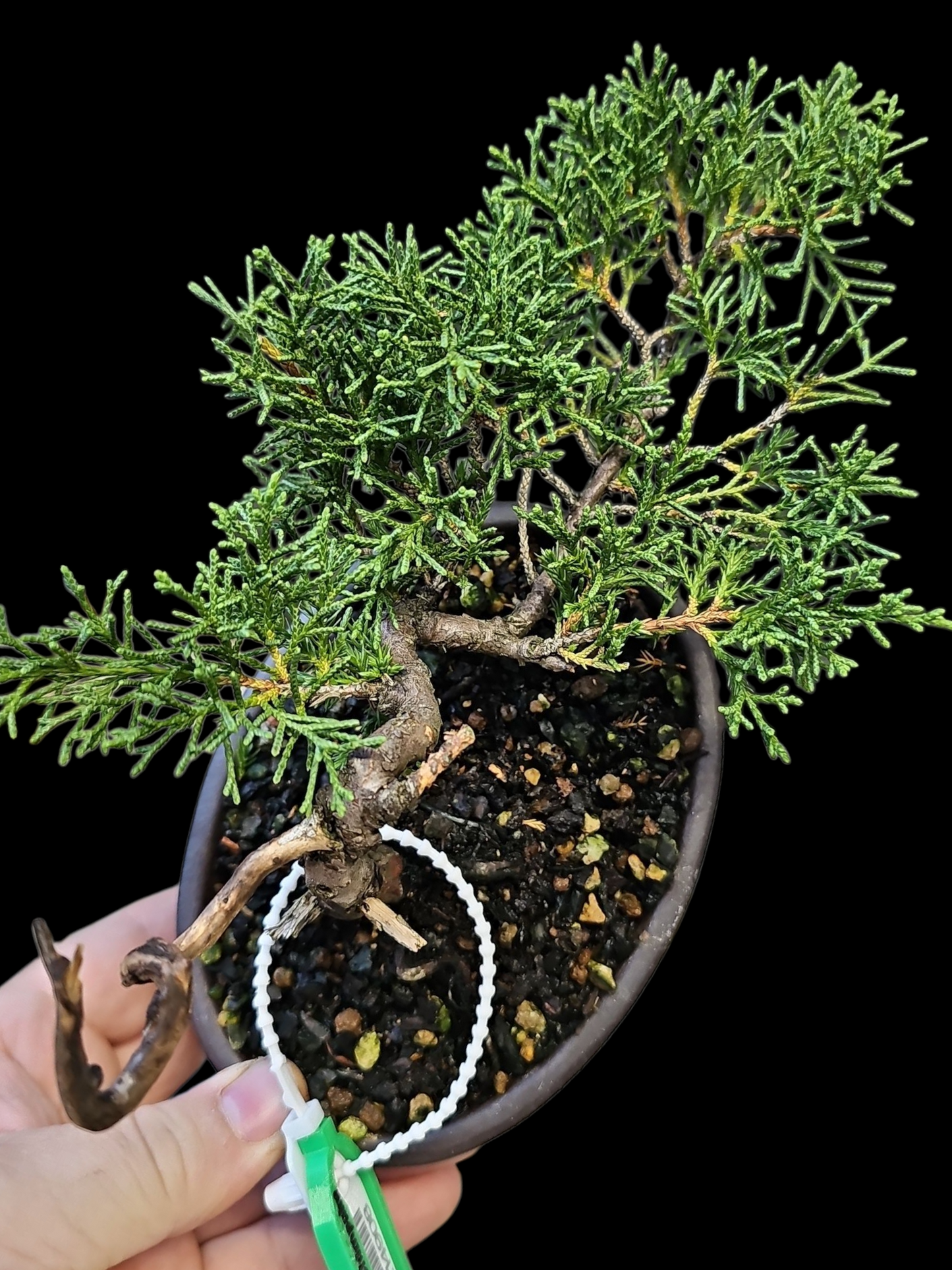 Twisted kishu Shimpaku Juniper Bonsai