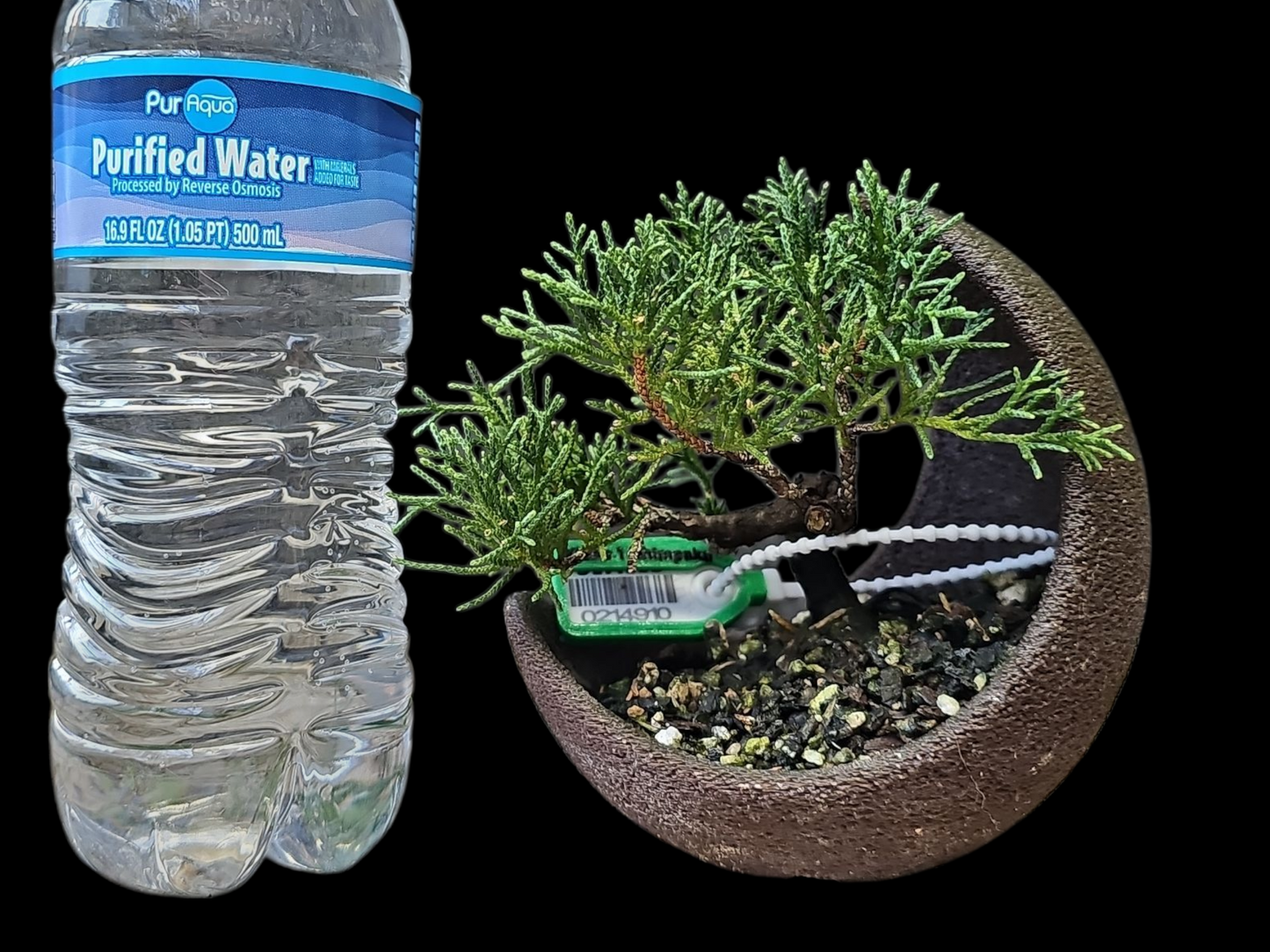 Twisted kishu Shimpaku Juniper Bonsai