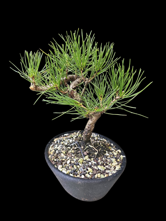 Twisty Japanese Black Pine pre-bonsai