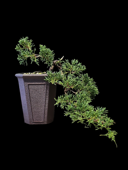 Twisted kishu Shimpaku Juniper Bonsai
