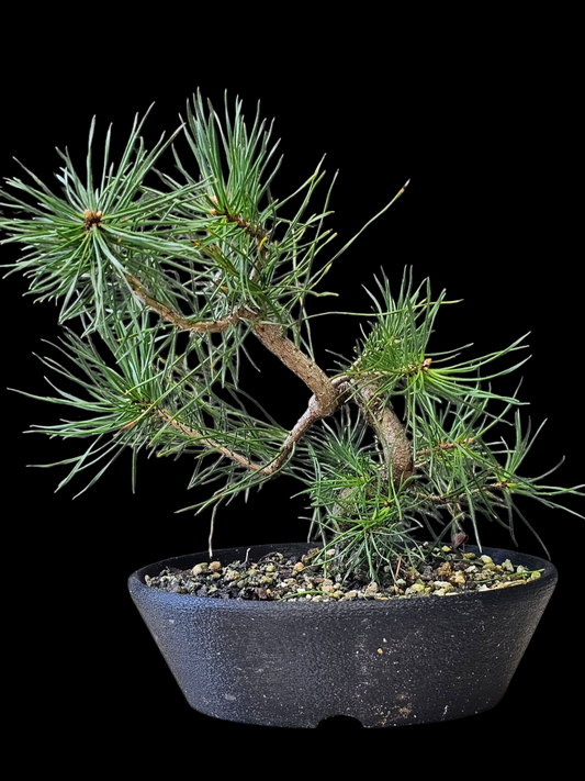 French Blue Scots Pine pre-bonsai