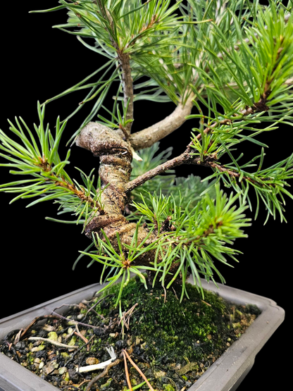 French Blue Scots Pine Twisty pre-bonsai