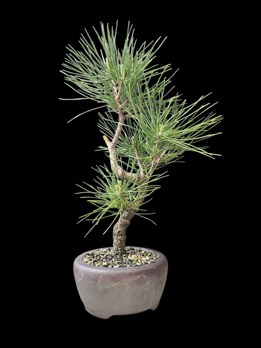 Twisty Japanese Black Pine pre-bonsai
