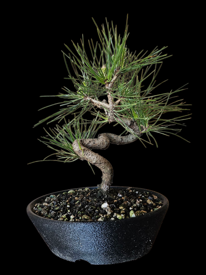 Twisty Japanese Black Pine Bonsai