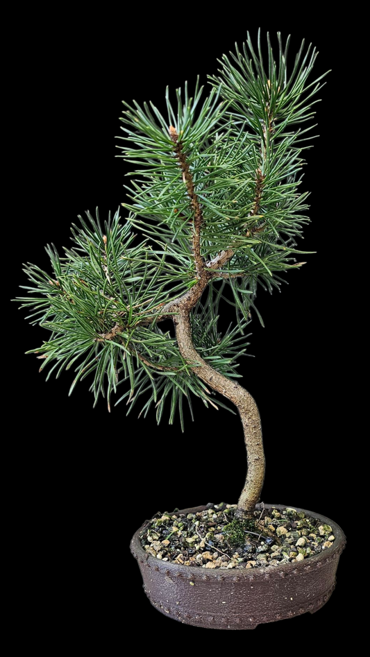 French Blue Scots Pine pre-bonsai
