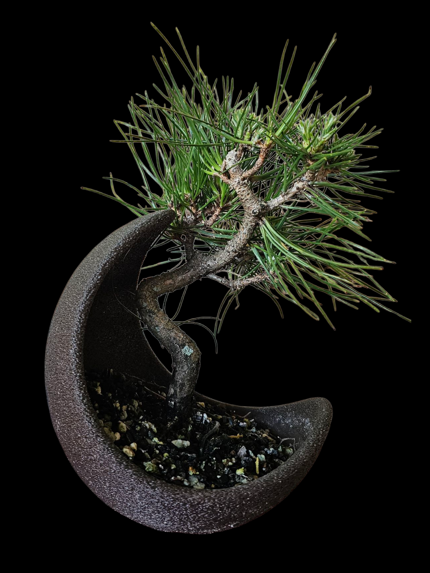 Twisty Japanese Black Pine Bonsai