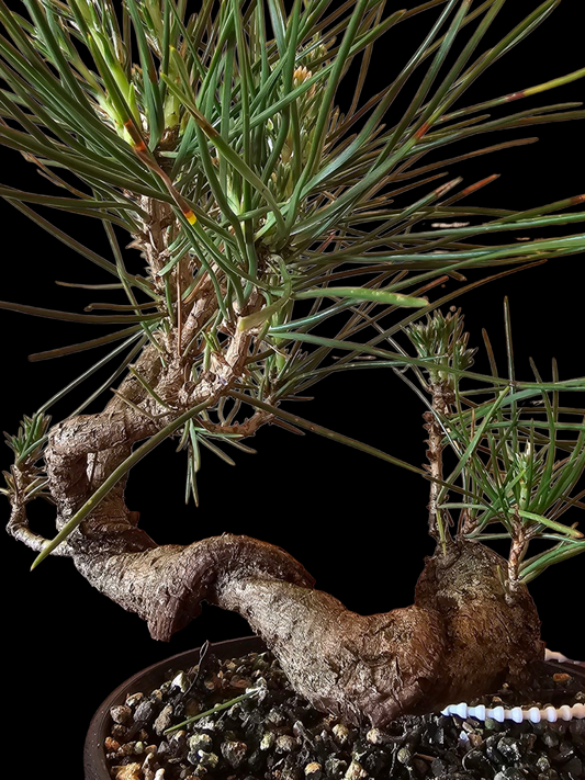 Twisty Japanese Black Pine Bonsai
