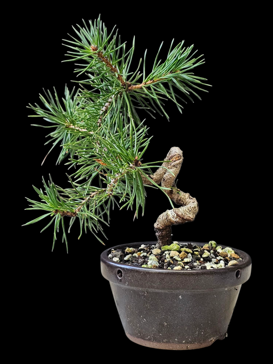French Blue Scots Pine pre-bonsai