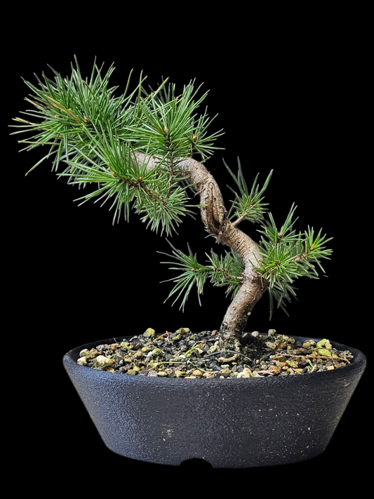 French Blue Scots Pine pre-bonsai